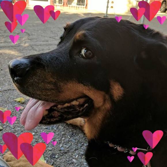 Meet your Posher, Suzy - Picture 1 of 1